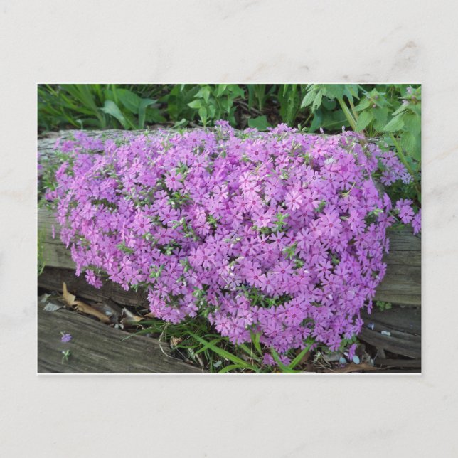 Violettmasse der Blume Postkarte (Vorderseite)