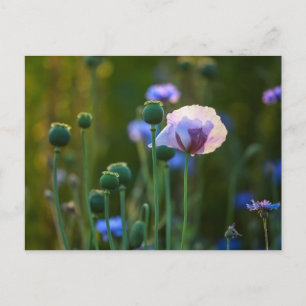 Violettmohn im grünen Gras Postkarte