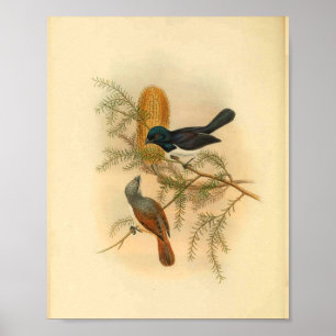 Violettrücken-Schmätzer-Vogel Vintage-Druck Poster