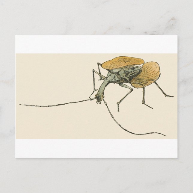 Violinkäfer Postkarte (Vorderseite)