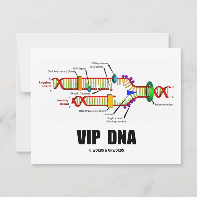 VIP-DNA (DNA-Replikation Spaß) (Vorderseite)