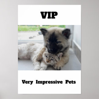 VIP Sehr beeindruckende Haustiere Niedliches Katze Poster
