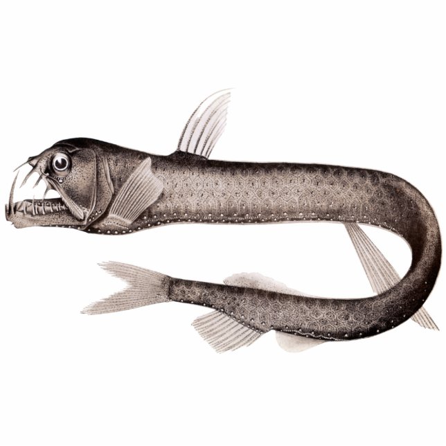 Viperfish Ausschnitt-Magnet/Skulptur Fotoskulptur Magnet (Vorne)