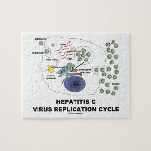 Virenreproduktions-Zyklus der Hepatitis-C Puzzle