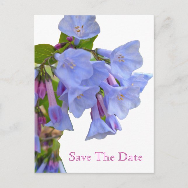 Virginia Bluebells Save the Date Ankündigungspostkarte (Vorderseite)