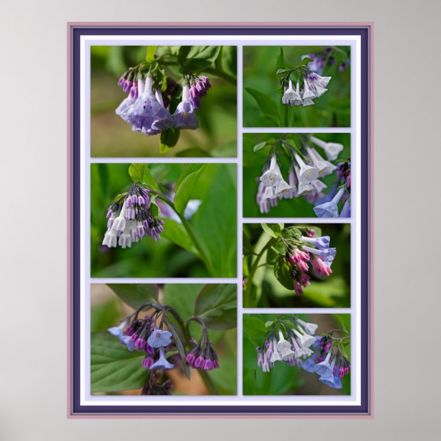Virginia Bluebells Wildblumen Poster (Vorne)
