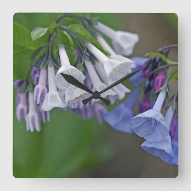 Virginia Bluebells Wildblumen Quadratische Wanduhr (Vorderseite)