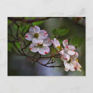 Virginia Dogwood Postkarte
