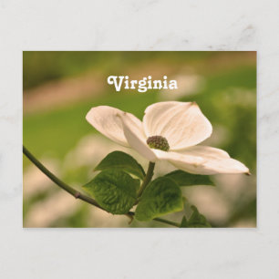 Virginia Dogwood Postkarte