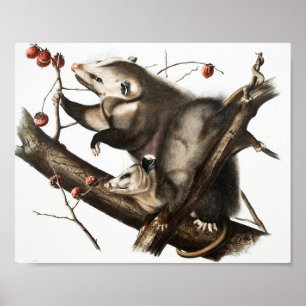 Virginia Opossum Didelphis Virginia Illustration Poster