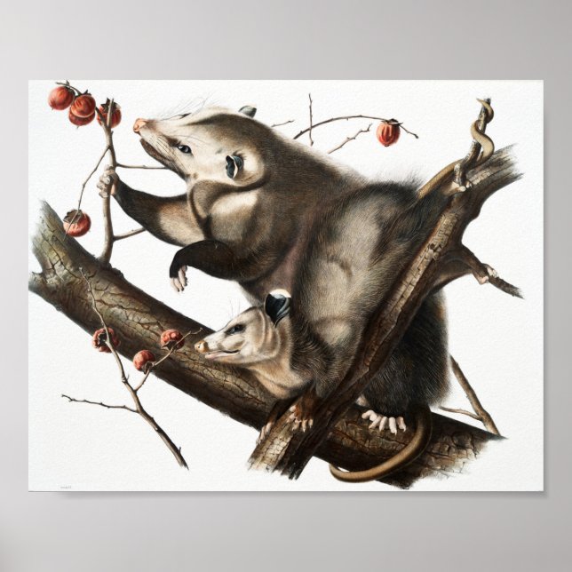 Virginia Opossum Didelphis Virginia Illustration Poster (Vorne)