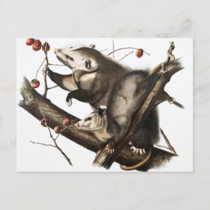 Virginia Opossum Didelphis Virginia Illustration Postkarte