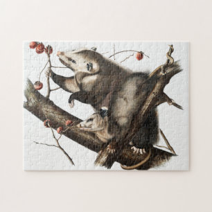 Virginia Opossum Didelphis Virginia Illustration Puzzle