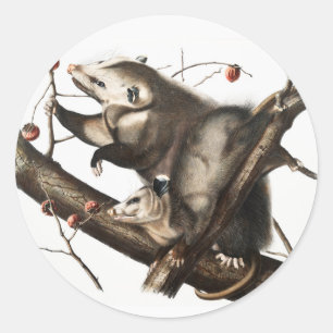 Virginia Opossum Didelphis Virginia Illustration Runder Aufkleber
