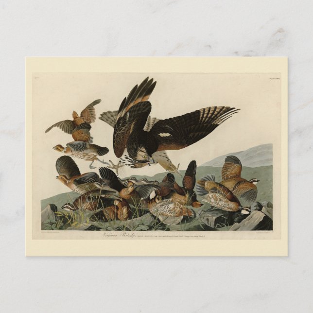 Virginia Partridge, Audubons Vögel von Amerika Postkarte (Vorderseite)