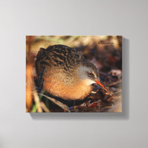 Virginia Rail im Unterbüro Leinwanddruck