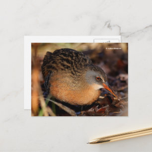 Virginia Rail Waterbird in Underbrush Postkarte