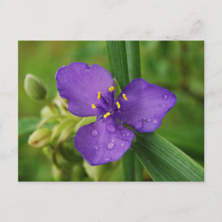 Virginia Spiderwort Blume nach Karte