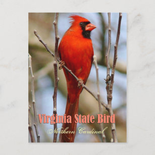 Virginia Staat Bird - Nordlicher Kardinal Postkarte