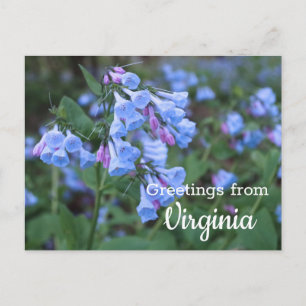 Virginia Staat Bluebell Blume Postcard Postkarte