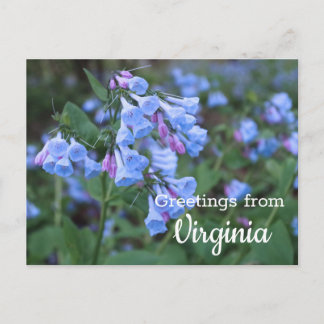Virginia Staat Bluebell Blume Postcard Postkarte