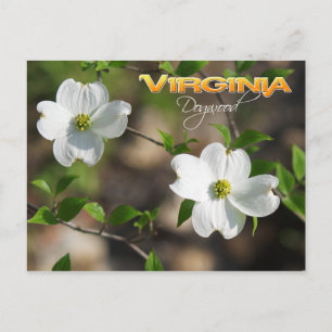 Virginia Staat Blume: Dogwood Postkarte