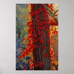 Virginia Strampler leuchtend rot im Herbst Poster