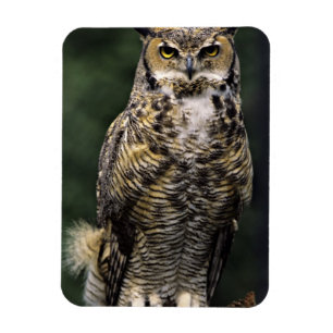 Virginia-Uhu (Bubo virginianus), ganzer Körper Magnet