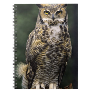 Virginia-Uhu (Bubo virginianus), ganzer Körper Notizblock
