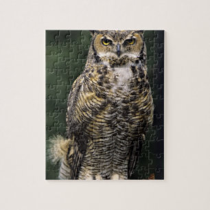 Virginia-Uhu (Bubo virginianus), Ganzkörper Puzzle