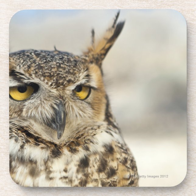 Virginia-Uhu (Bubo virginianus), Gefangener Untersetzer (Vorderseite)