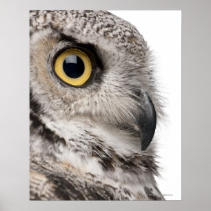 Virginia-Uhu - Bubo Virginianus Subarcticus Poster