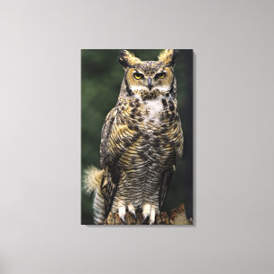 Virginia-Uhu (Bubo virginianus), Vollkörper Leinwanddruck