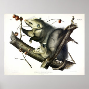 Virginian Opossum (Didelphis Virginiana) von Audub Poster
