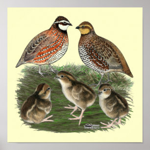 Virginiawachtelfamilie Poster
