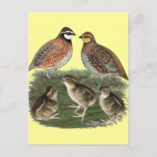Virginiawachtelfamilie Postkarte