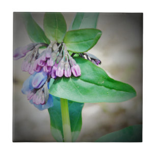 Virginina Bluebells Fliese