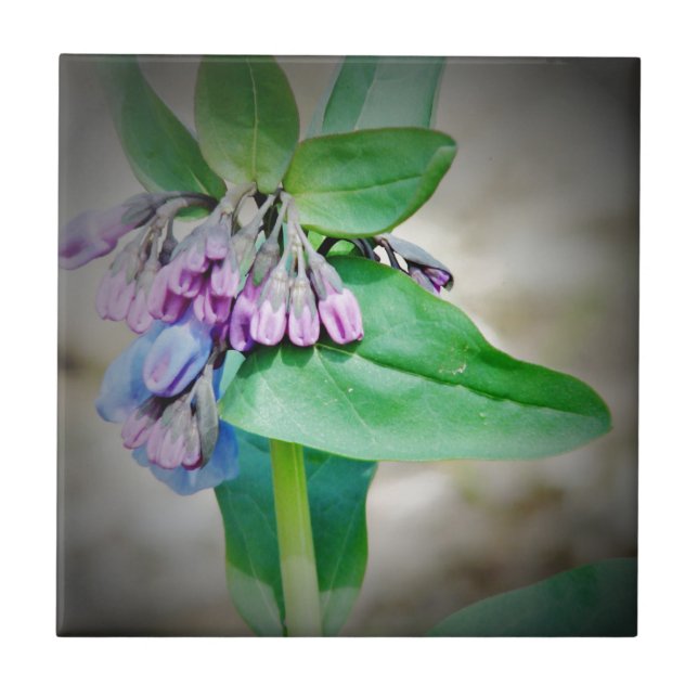 Virginina Bluebells Fliese (Vorderseite)