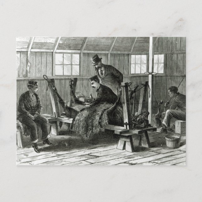 Virusentnahme aus dem Kalb Postkarte (Vorderseite)