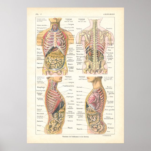 Viscera & Abdominal Anatomie Poster Französisch (Vorne)
