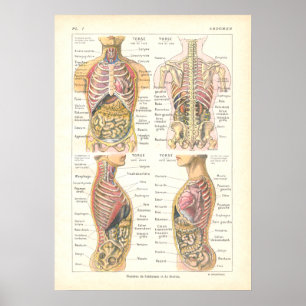 Viscera & Abdominal Anatomie Poster Französisch