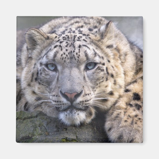 Vishnu Snow Leopard Magnet (Vorne)