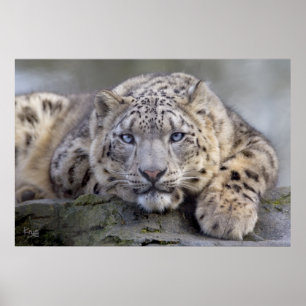 Vishnu Snow Leopard Print Poster