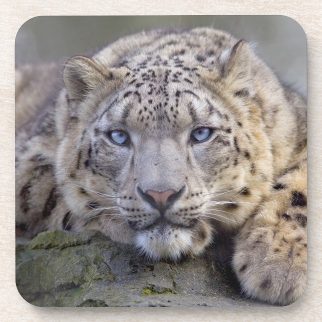 Vishnu Snow Leopard Set von 6 Untersetzer (Vorderseite)
