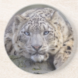 Vishnu Snow Leopard Untersetzer