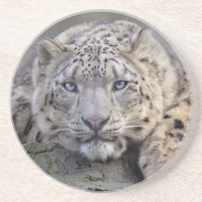 Vishnu Snow Leopard Untersetzer (Vorne)