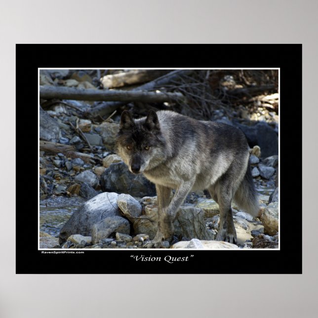 "Vision Quest" Grauer Wolf Wildlife Foto Poster (Vorne)