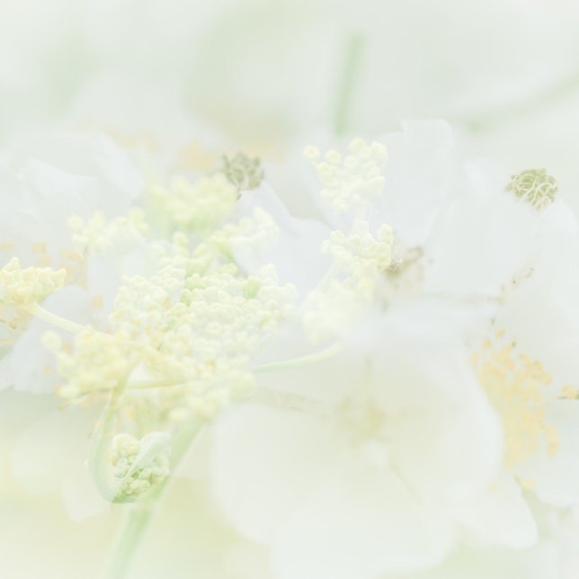 Visitekaartje traf Makro-Bloeme-Design Visitenkarte (Von Creator hochgeladen)