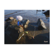 Vissende Fubby op een steen.