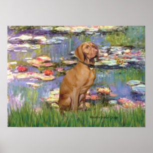 Viszla 2 - Vizsla Poster